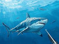 play Hunter Underwater Spearfishing 3D