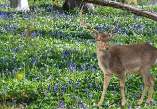 play Spring Forest Adventure