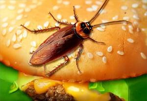 play Cockroach Simulator
