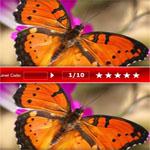 play Animals-Spot-The-Differences
