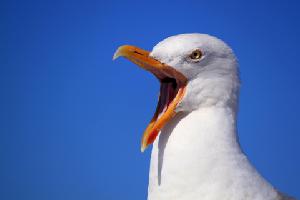 play Seagull'S Paradise