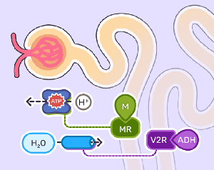 play Nephron Interactive - Diuretics Study Guide