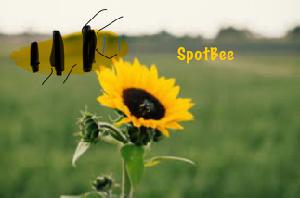 play Spotbee