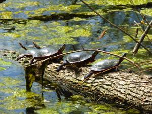 Turtles.Log game