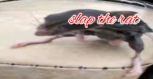 play Slap The Rat