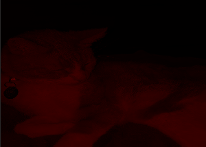 Evil Kitty Game game
