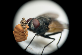 play Fly With Gun
