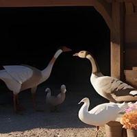 Small-Farm game