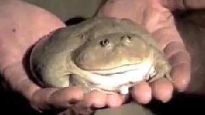 Froggy! game