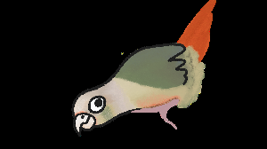 play Tame A Conure