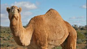 The Spectacular Joking Camel! game