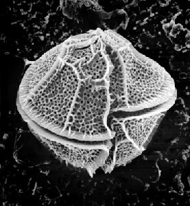 play The Mysteries Of Lingulodinium Polyedra