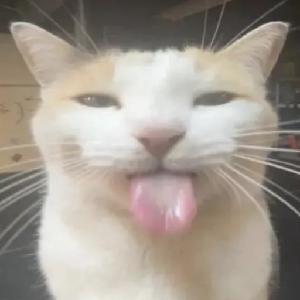 Silly Cat Game game