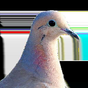 Johnatan, The Birb game